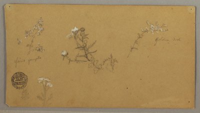 Plantas con flores de Frederic Edwin Church