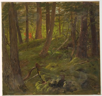 Bosque en Jamaica de Frederic Edwin Church