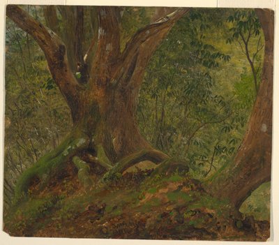 En el bosque, Jamaica de Frederic Edwin Church