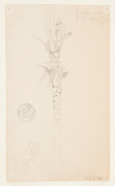 Hojas y tallo de una palmera, Aspinwall, Panamá de Frederic Edwin Church