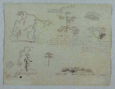 Estudios de la naturaleza incluyendo un árbol candelabro con un perezoso, Río Magdalena, Colombia de Frederic Edwin Church