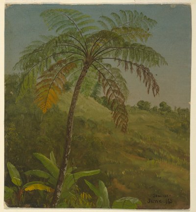 Palmera, Jamaica de Frederic Edwin Church
