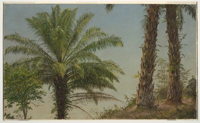 Palmeras, Jamaica de Frederic Edwin Church