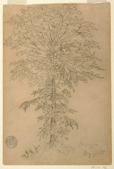 Árbol de papaya con fruta madura, Ecuador de Frederic Edwin Church
