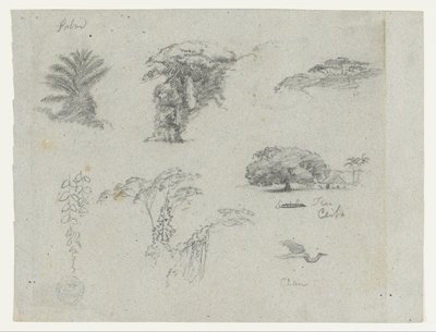 Bocetos de Sudamérica.  Bocetos botánicos.   Grulla voladora. de Frederic Edwin Church