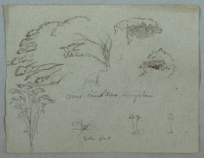 Estudios del Río Magdalena, Colombia: Copas de Árboles, Pájaro Blanco Volando, Enredaderas y Tres Plantas con Flores de Frederic Edwin Church