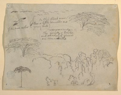 Estudios de Aves y Árboles vistos desde el Río Magdalena, Colombia de Frederic Edwin Church
