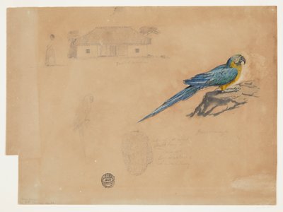 Estudio de guacamaya, Bogotá, Colombia de Frederic Edwin Church