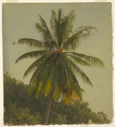 Estudio de Palma, Jamaica de Frederic Edwin Church