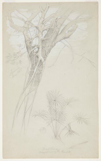 Estudio de tronco de árbol, enredadera parásita y planta de palma, Jamaica de Frederic Edwin Church