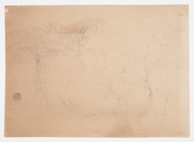 Estudio de dos árboles y tres plantas, cerca de Jorje, Ecuador de Frederic Edwin Church