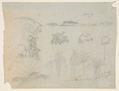 Estudio con copas de árboles, árboles, cinco diseños de plantas y una isla distante de Frederic Edwin Church