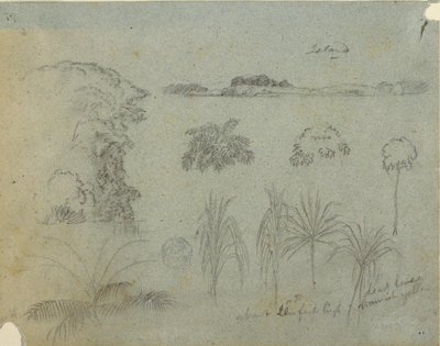 Estudio con copas de árboles, árboles, cinco diseños de plantas y una isla distante de Frederic Edwin Church