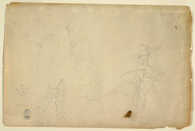 Espinas y Cardos de Frederic Edwin Church