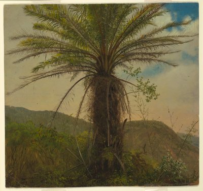 Helecho arbóreo, Jamaica, julio de 1865 de Frederic Edwin Church