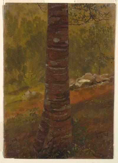 Tronco de árbol, Jamaica de Frederic Edwin Church