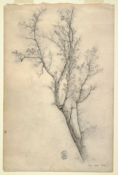 Árbol con muchas ramas de Frederic Edwin Church