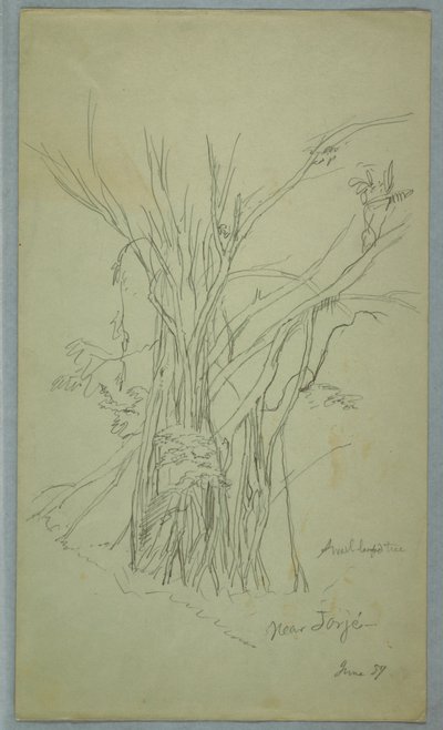 Árbol con muchos troncos separados cerca de Jorje, Ecuador de Frederic Edwin Church