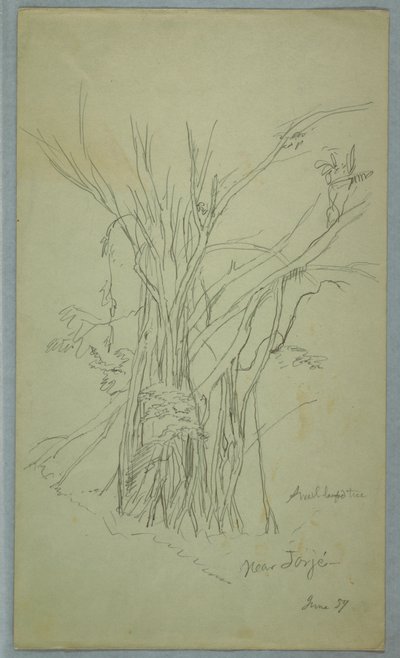 Árbol con muchos troncos separados cerca de Jorje, Ecuador, junio de 1857 de Frederic Edwin Church