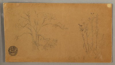 Árboles y Plantas, Elecampane de Frederic Edwin Church