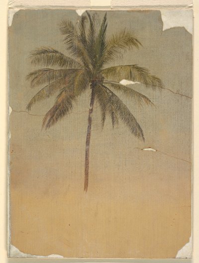 Tronco y copa de una palmera de Frederic Edwin Church