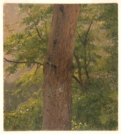 Estudio del bosque, Jamaica de Frederic Edwin Church
