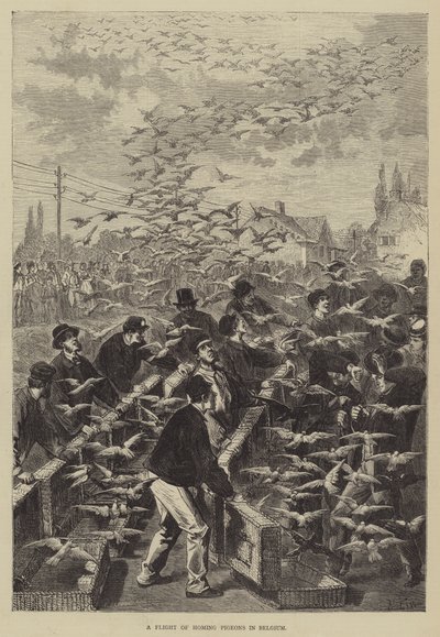 Un Vuelo de Palomas Mensajeras en Bélgica de Frederic Theodore Lix