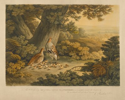 Perdices de Frederick Christian Lewis