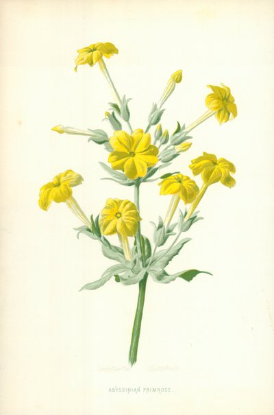 Primavera abisinia de Frederick Edward Hulme