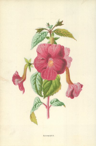 Achimenes de Frederick Edward Hulme