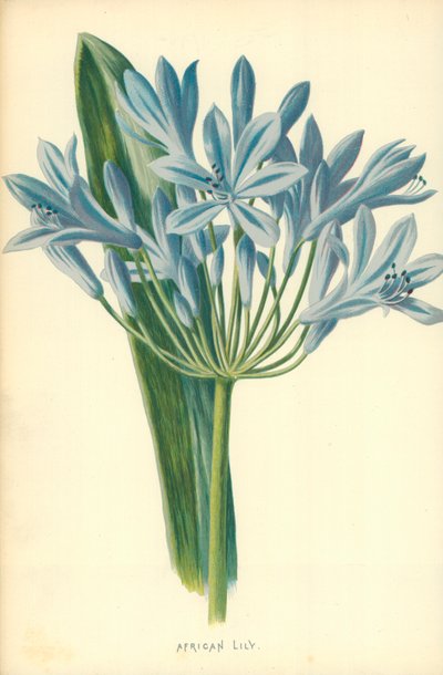 Lirio africano de Frederick Edward Hulme