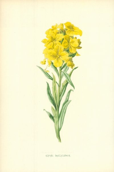 Alhelí alpino de Frederick Edward Hulme