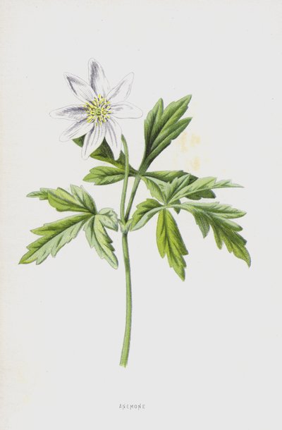 Anémona de Frederick Edward Hulme