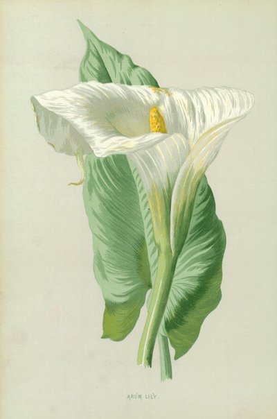Lirio de Arum de Frederick Edward Hulme
