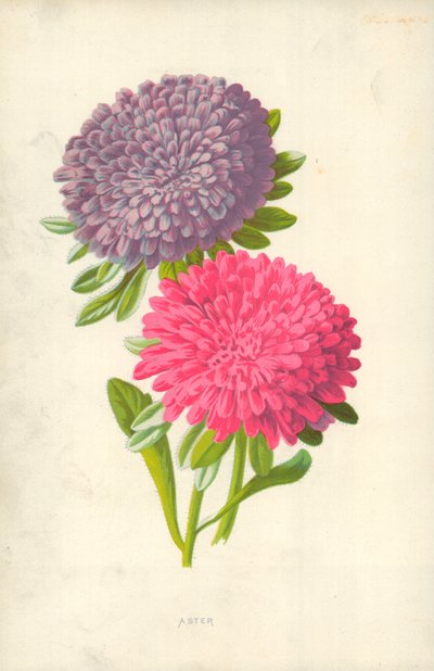 Aster de Frederick Edward Hulme