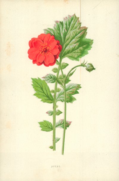 Avens de Frederick Edward Hulme