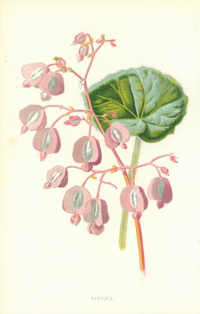Begonia de Frederick Edward Hulme