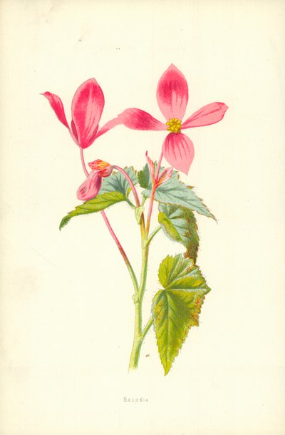 Begonia de Frederick Edward Hulme