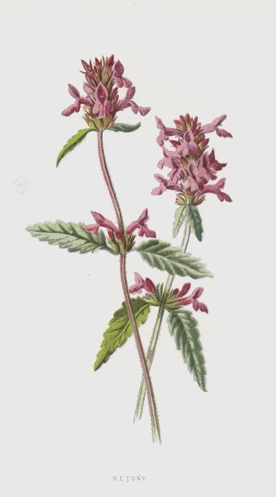 Betónica de Frederick Edward Hulme