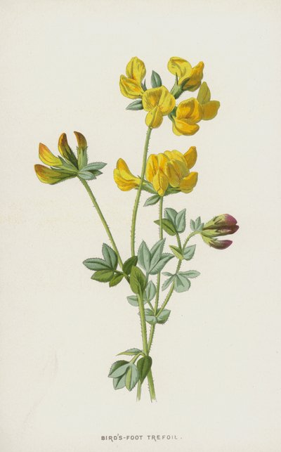 Trébol de los pájaros de Frederick Edward Hulme
