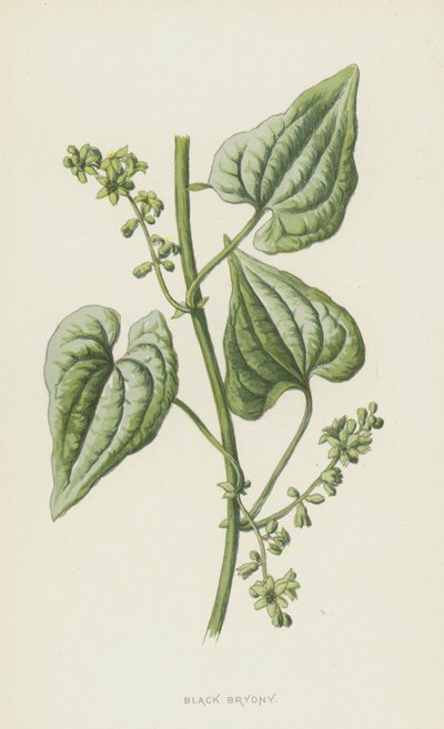 Bryonia negra de Frederick Edward Hulme