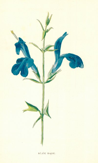 Salvia azul de Frederick Edward Hulme
