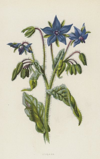 Borraja de Frederick Edward Hulme