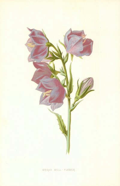 Flor de Campana Ancha de Frederick Edward Hulme