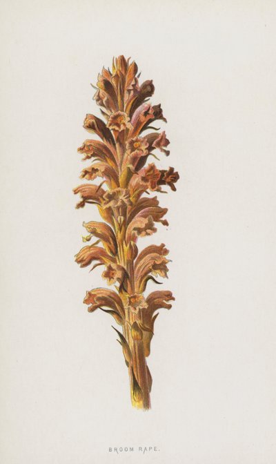 Orobanche de Frederick Edward Hulme