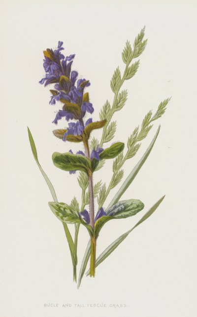 Bugula y festuca alta de Frederick Edward Hulme