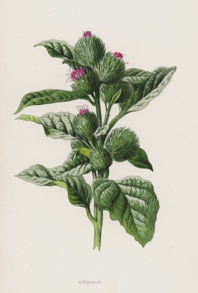 Bardana de Frederick Edward Hulme