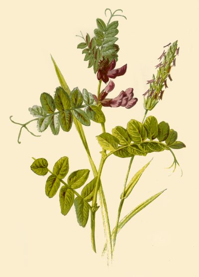 Arveja de monte y hierba vernal aromática, 1877 de Frederick Edward Hulme