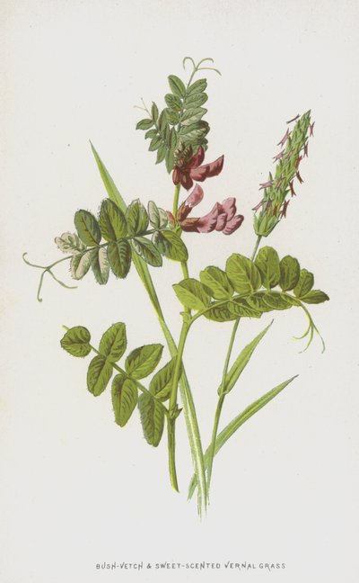 Veza arbustiva y hierba vernal de olor dulce de Frederick Edward Hulme