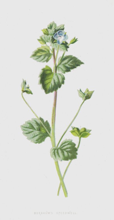 Verónica de Buxbaum de Frederick Edward Hulme